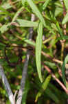 Swamp smartweed